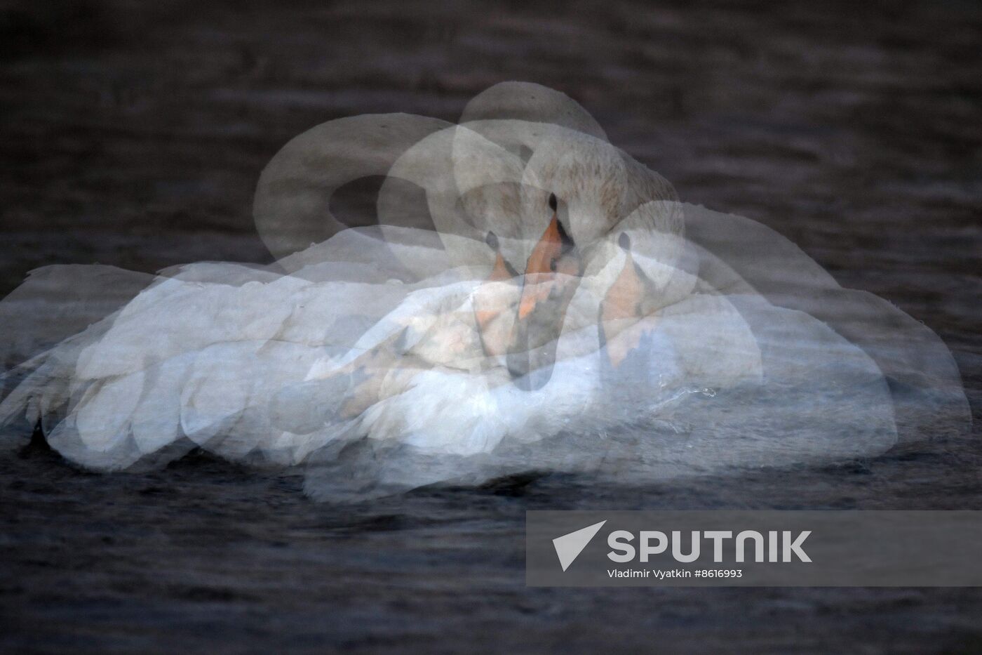 Russia Wildlife Swans