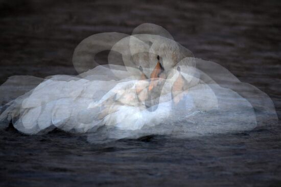 Russia Wildlife Swans