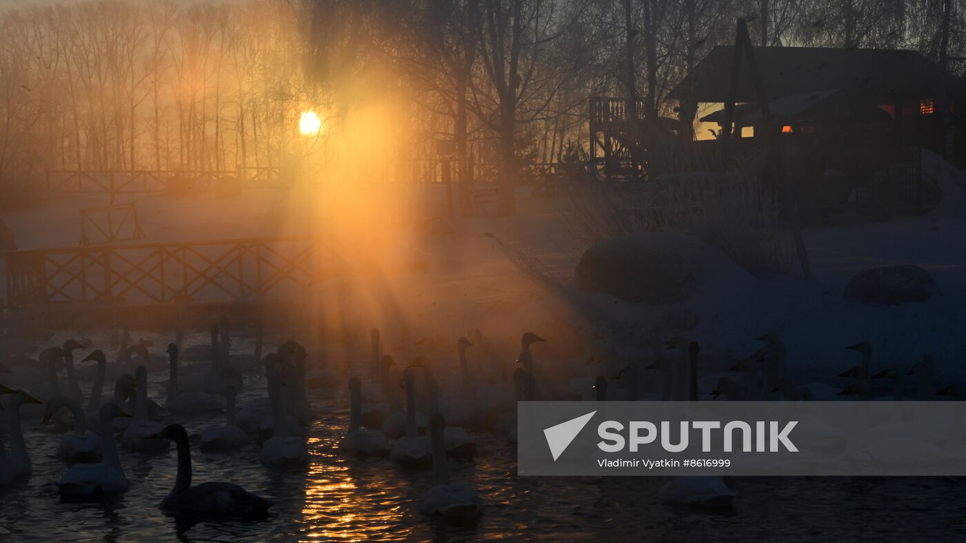 Russia Wildlife Swans