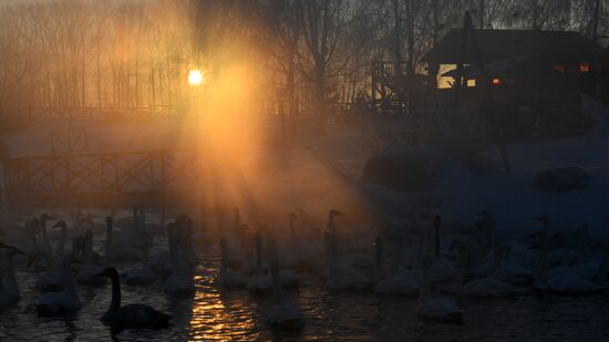 Russia Wildlife Swans
