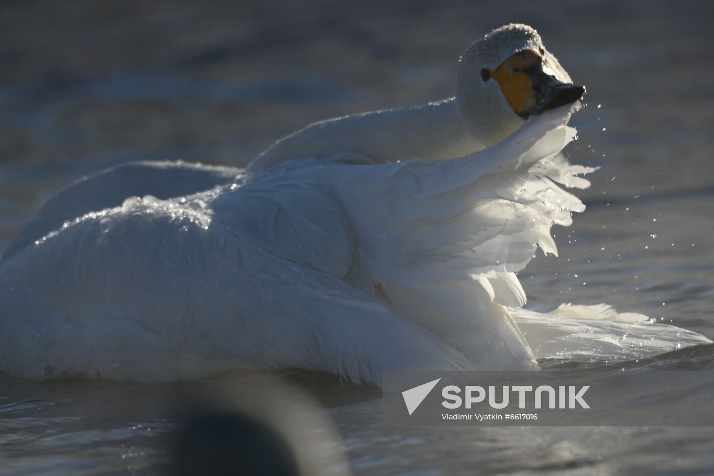 Russia Wildlife Swans