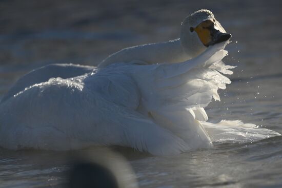 Russia Wildlife Swans
