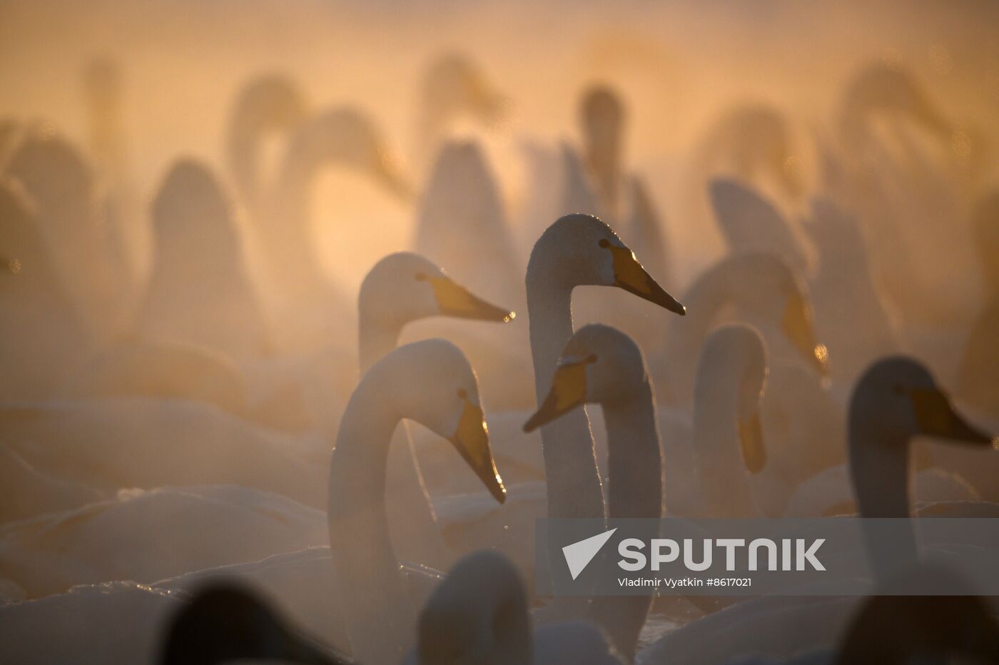 Russia Wildlife Swans