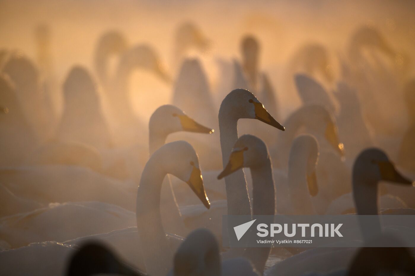 Russia Wildlife Swans