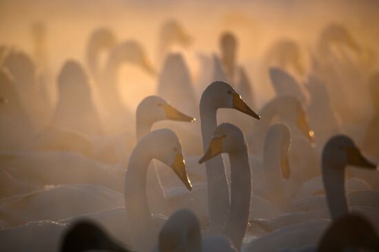 Russia Wildlife Swans