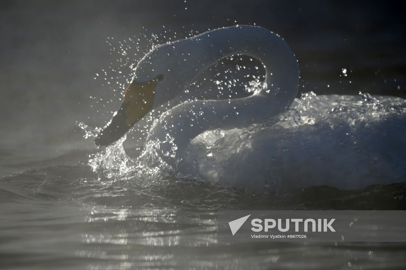 Russia Wildlife Swans