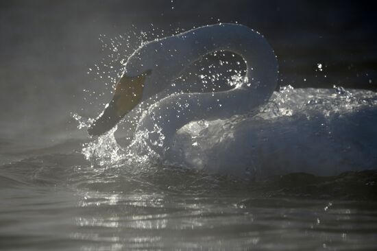 Russia Wildlife Swans