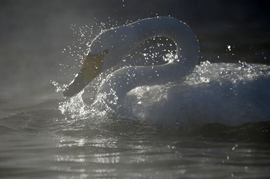 Russia Wildlife Swans