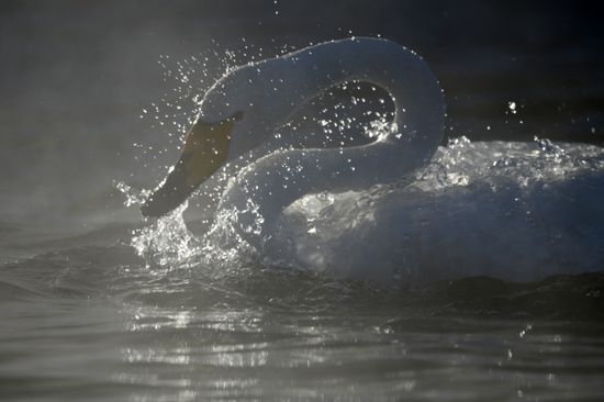 Russia Wildlife Swans