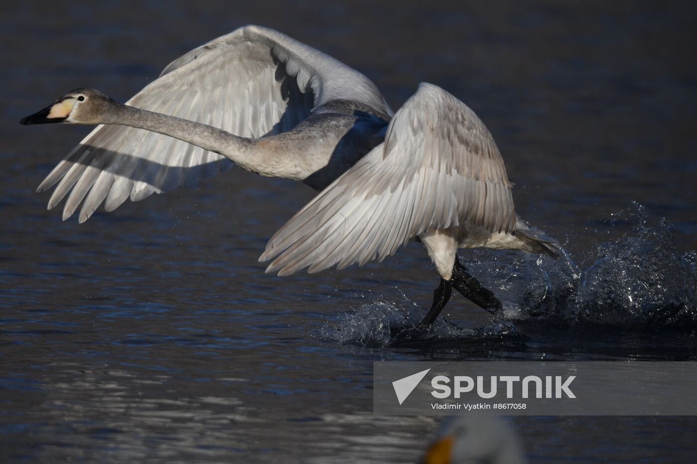 Russia Wildlife Swans