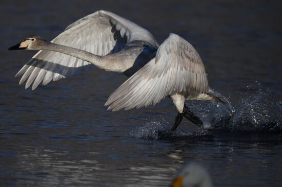 Russia Wildlife Swans