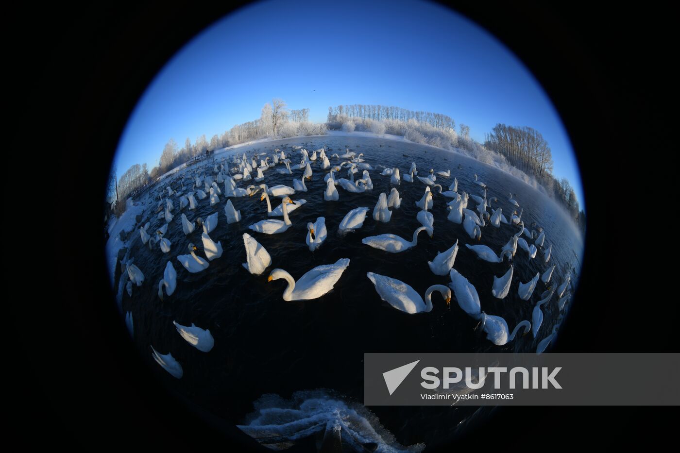 Russia Wildlife Swans