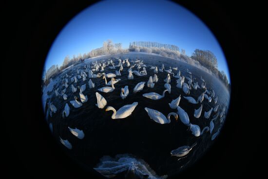 Russia Wildlife Swans