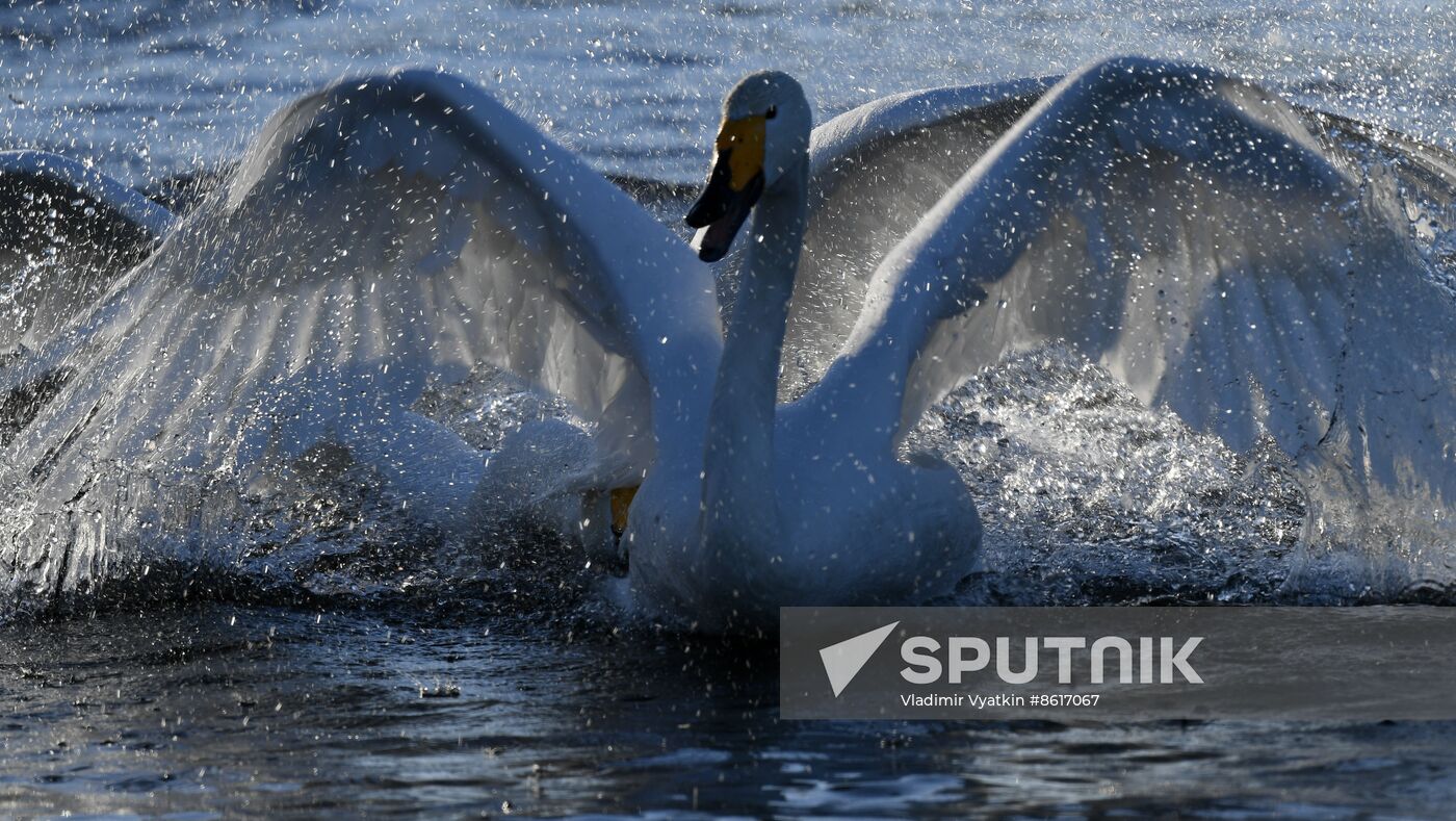 Russia Wildlife Swans