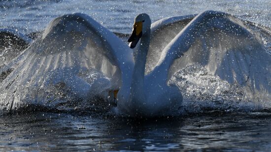 Russia Wildlife Swans