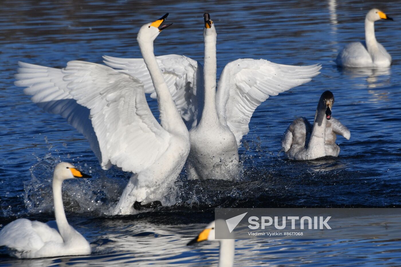 Russia Wildlife Swans