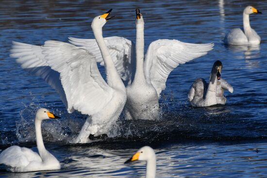 Russia Wildlife Swans