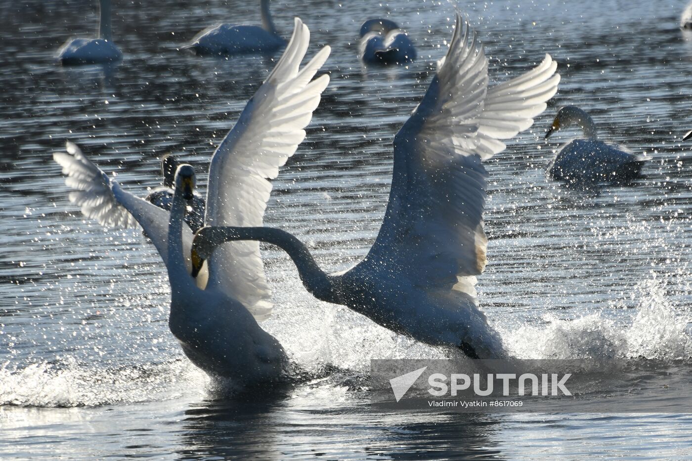Russia Wildlife Swans
