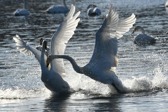 Russia Wildlife Swans