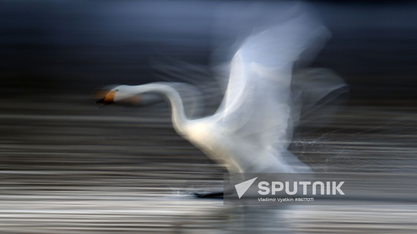 Russia Wildlife Swans