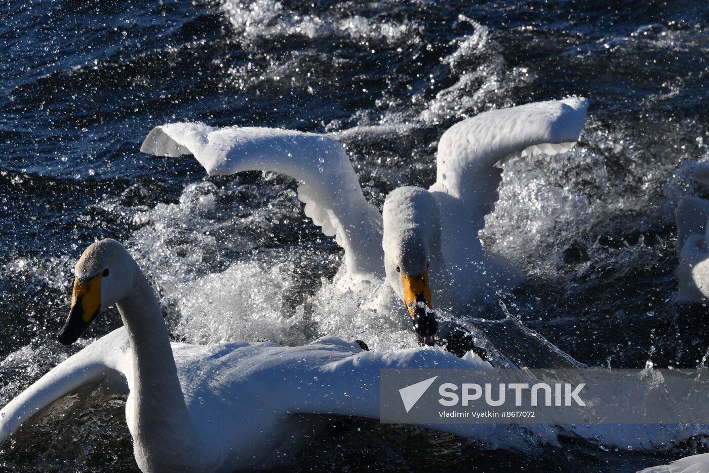 Russia Wildlife Swans
