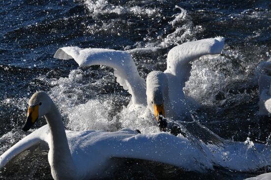 Russia Wildlife Swans