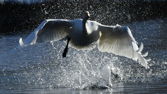 Russia Wildlife Swans