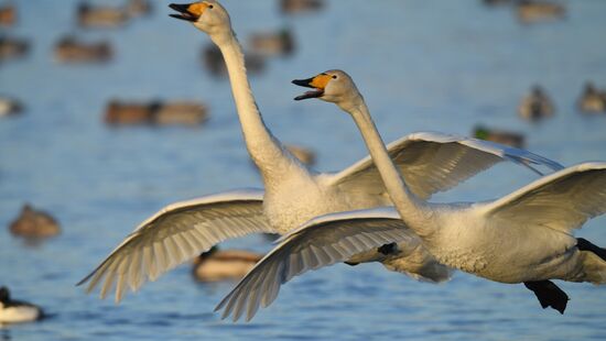 Russia Wildlife Swans