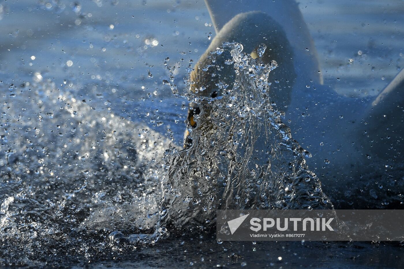 Russia Wildlife Swans