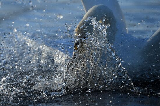 Russia Wildlife Swans