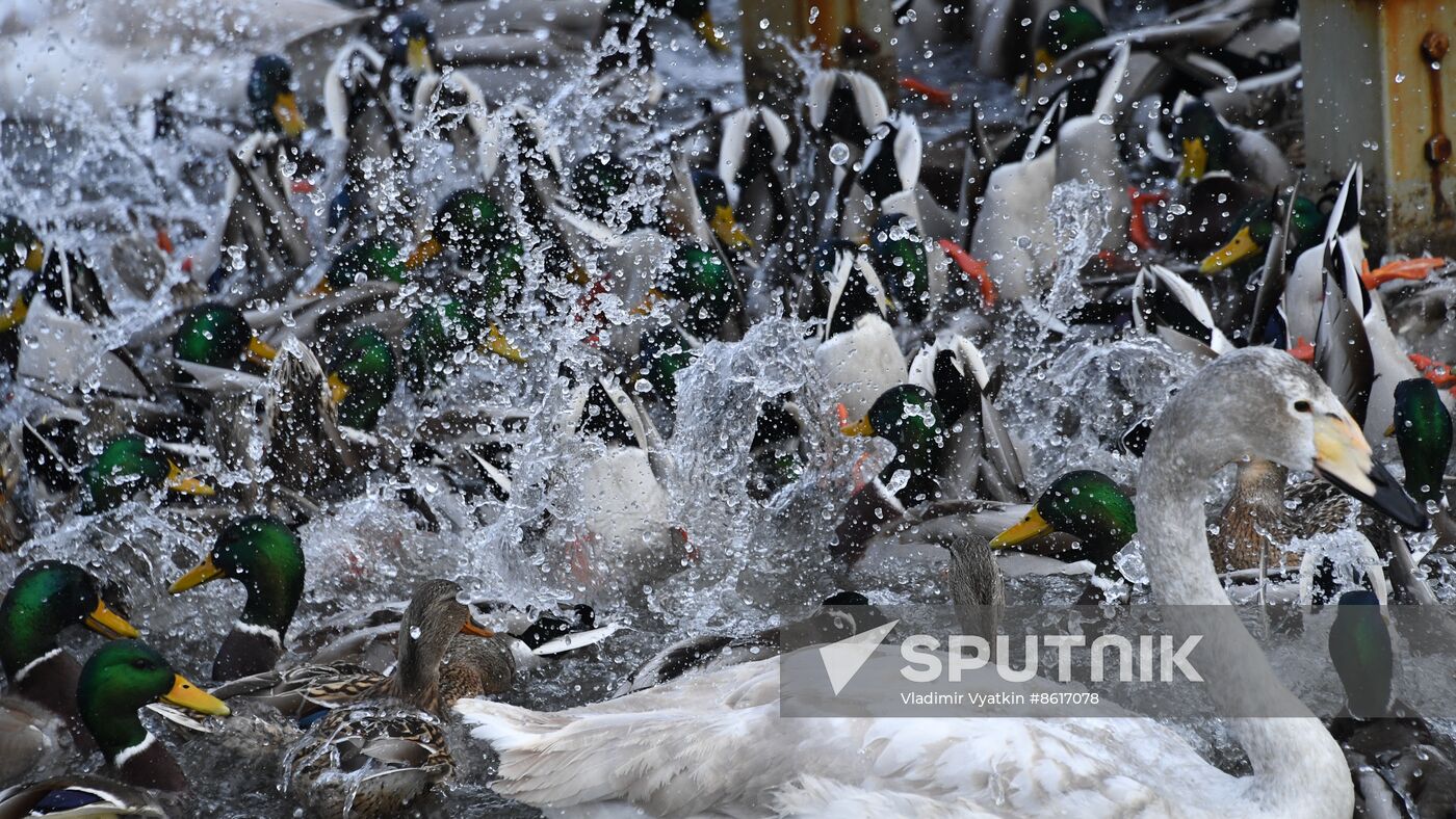 Russia Wildlife Swans