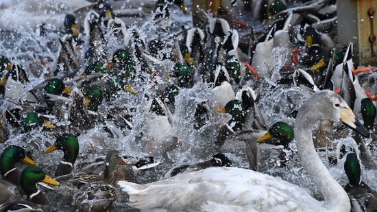 Russia Wildlife Swans