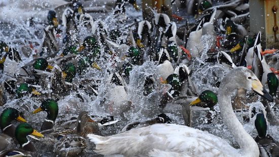 Russia Wildlife Swans