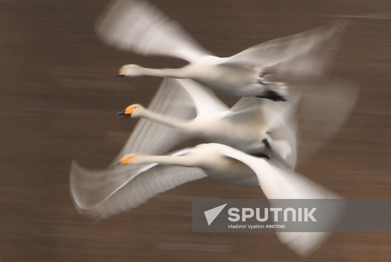 Russia Wildlife Swans