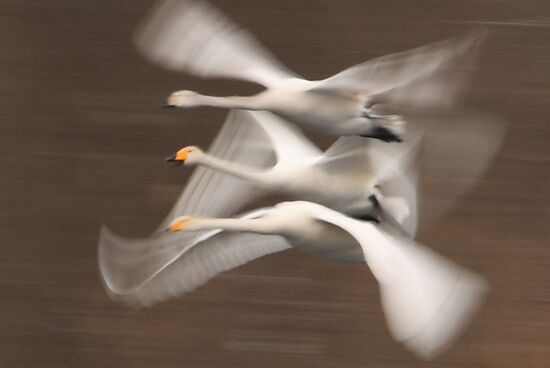 Russia Wildlife Swans