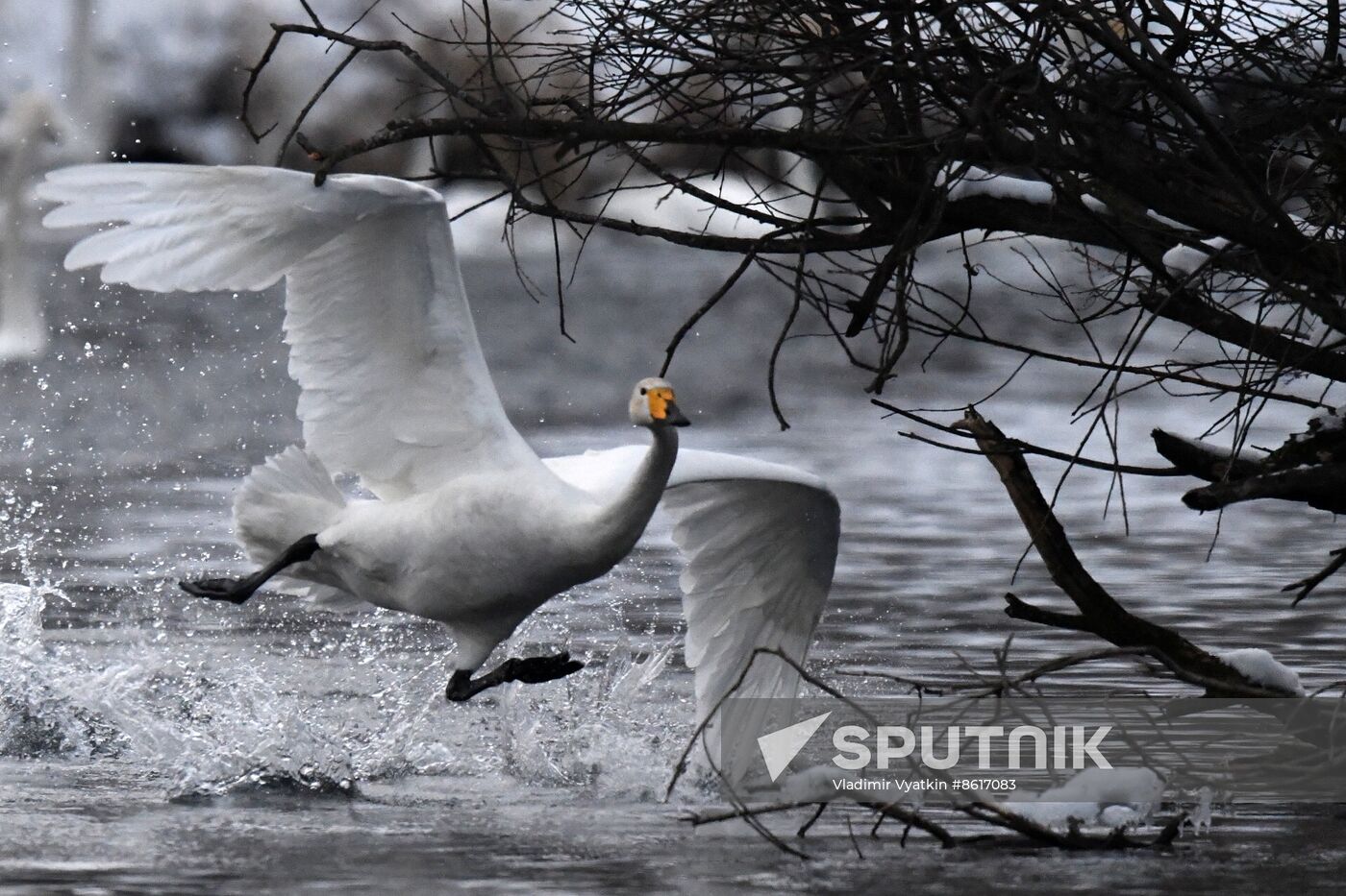 Russia Wildlife Swans