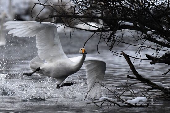 Russia Wildlife Swans