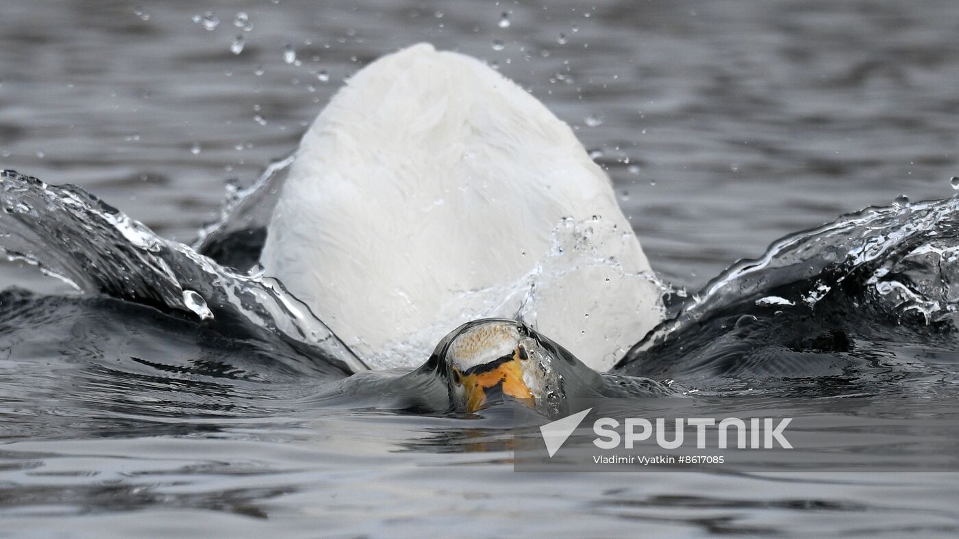 Russia Wildlife Swans