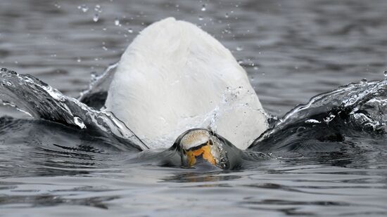 Russia Wildlife Swans