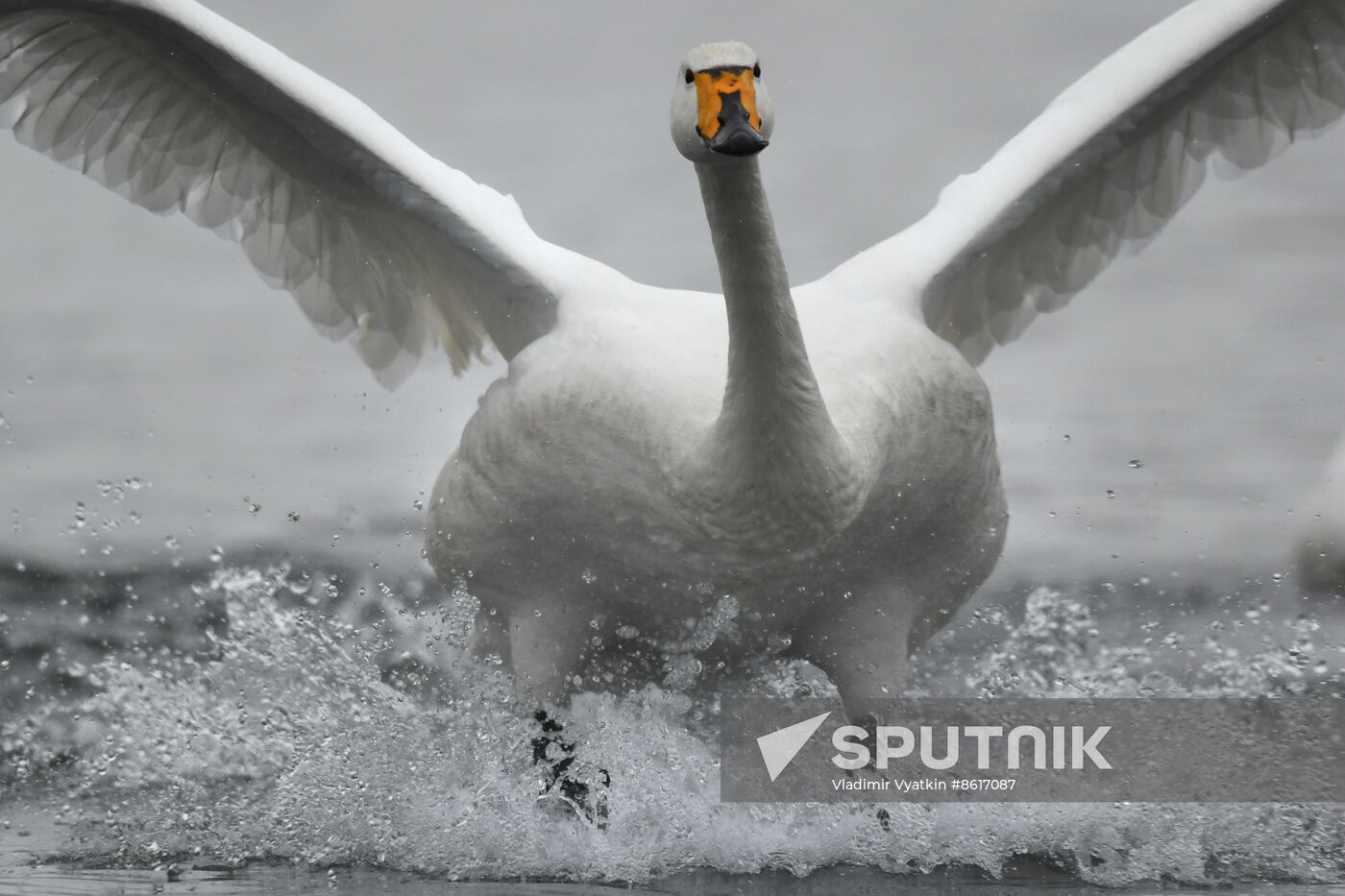 Russia Wildlife Swans