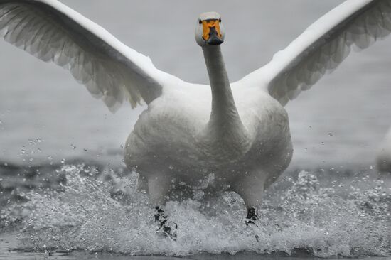 Russia Wildlife Swans