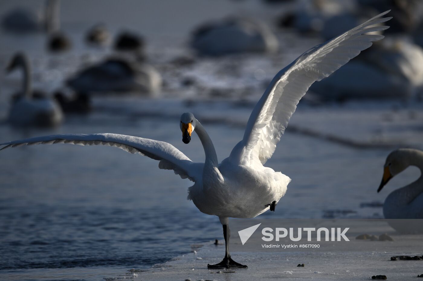 Russia Wildlife Swans