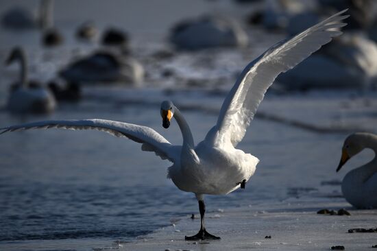 Russia Wildlife Swans