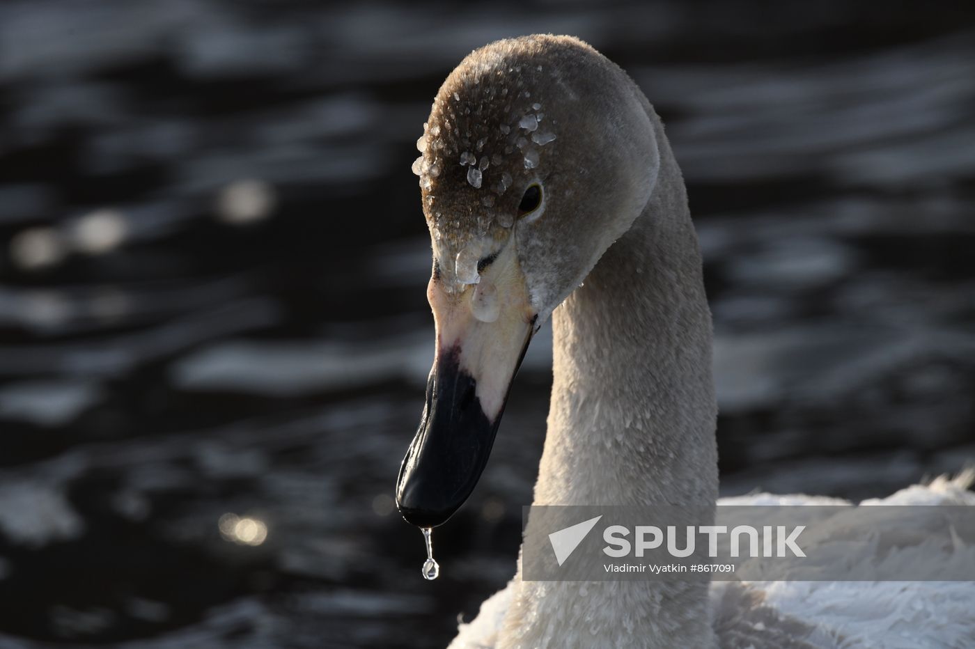 Russia Wildlife Swans