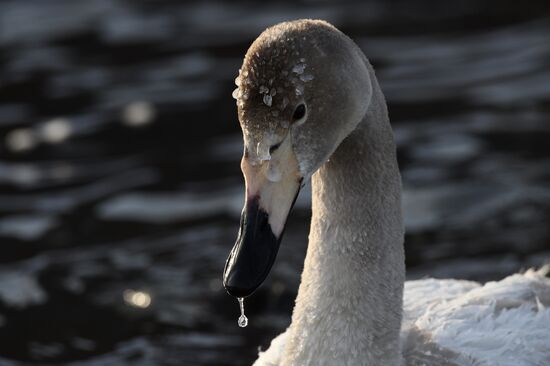 Russia Wildlife Swans