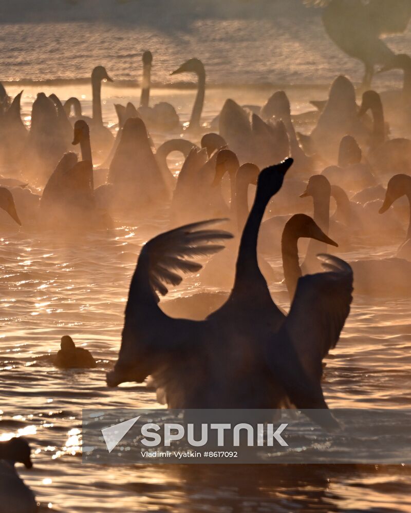 Russia Wildlife Swans