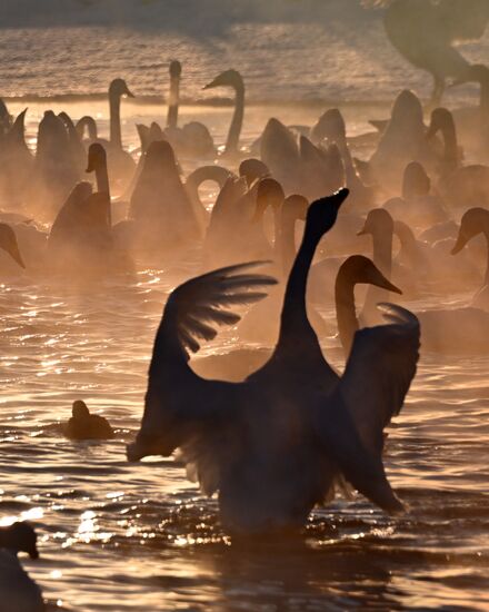 Russia Wildlife Swans