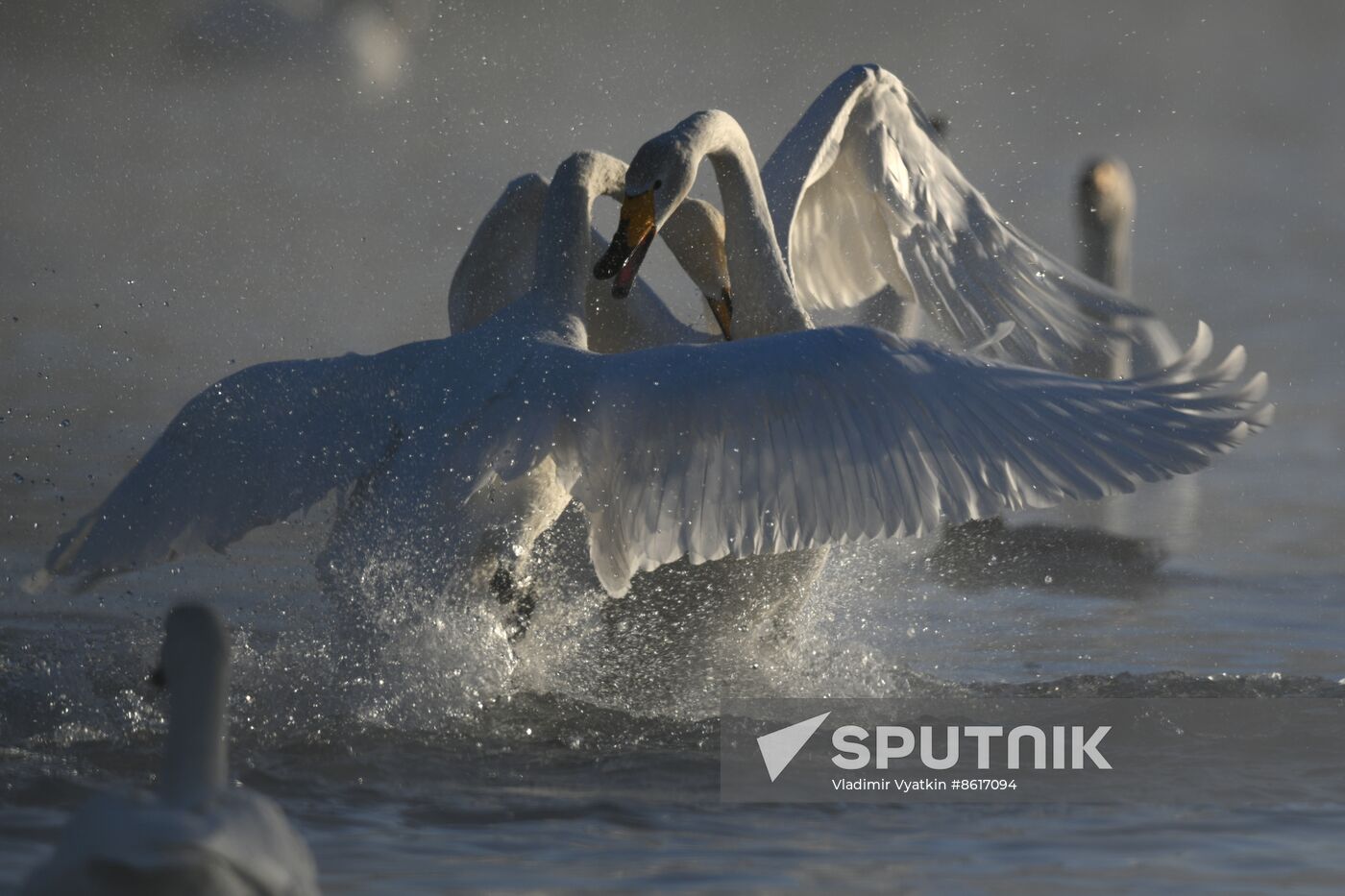 Russia Wildlife Swans