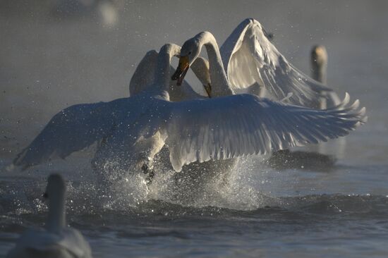 Russia Wildlife Swans