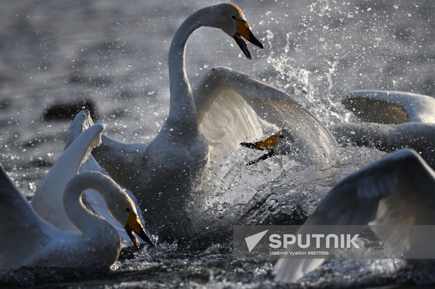 Russia Wildlife Swans